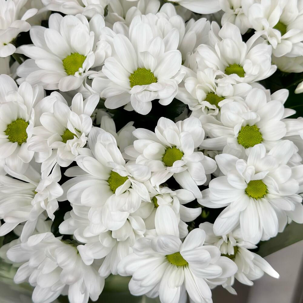 Букет «Мечты о лете» – свежесть белых хризантем Нефтегорск Челябинская область