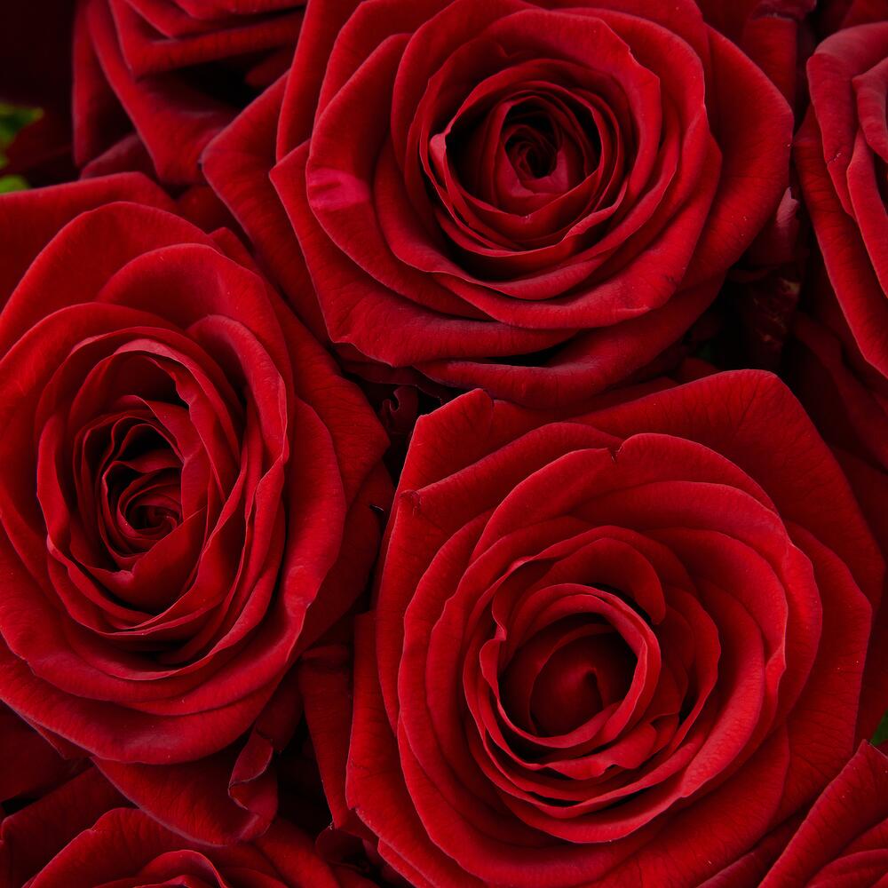 Роскошный букет из 21 красной розы – воплощение искренних чувств Нефтегорск Челябинская область