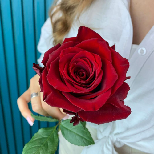Комплимент из красной эквадорской розы – минимализм роскоши Нефтегорск Челябинская область