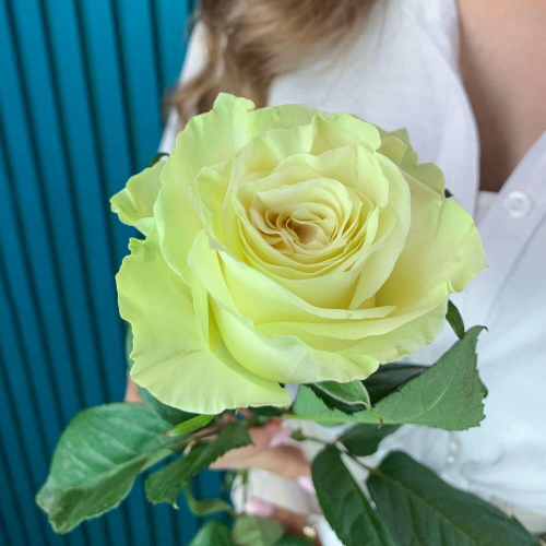 Комплимент из белой эквадорской розы – элегантность в каждом лепестке Нефтегорск Челябинская область