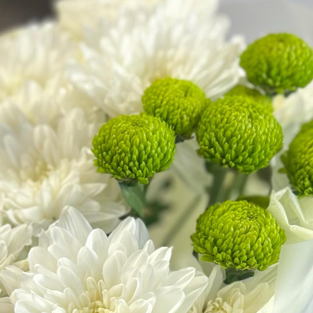 Эксклюзивный букет «Филин Грин» – сочетание белых и зеленых хризантем Нефтегорск Челябинская область