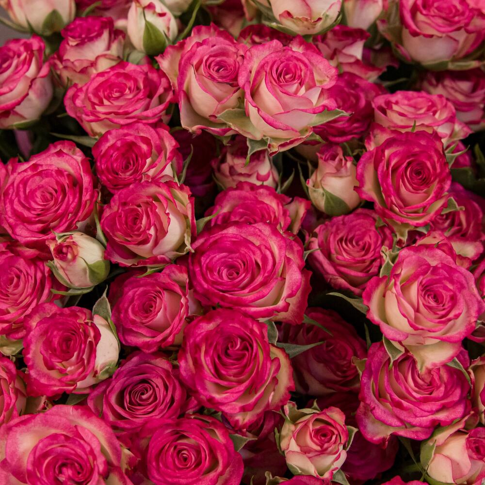 Букет «Розовый бум» – пышные кустовые розы в нежно-розовых тонах Нефтегорск Челябинская область