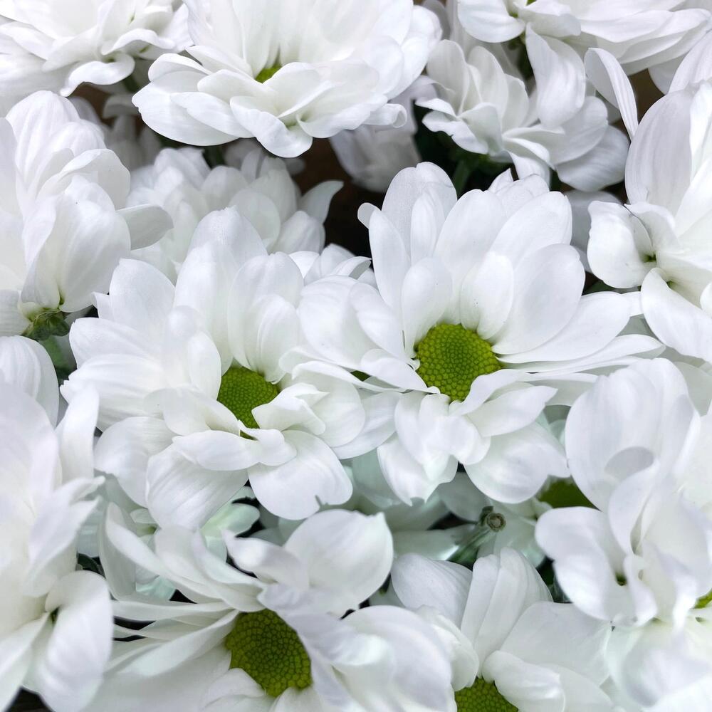 Букет из 5 белых хризантем в крафте – лаконичная элегантность Нефтегорск Челябинская область