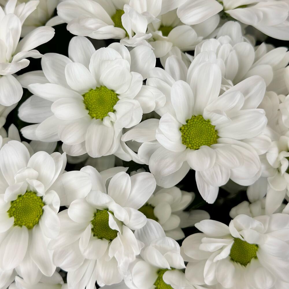 Букет «Мечты о лете» – свежесть белых хризантем Нефтегорск Челябинская область