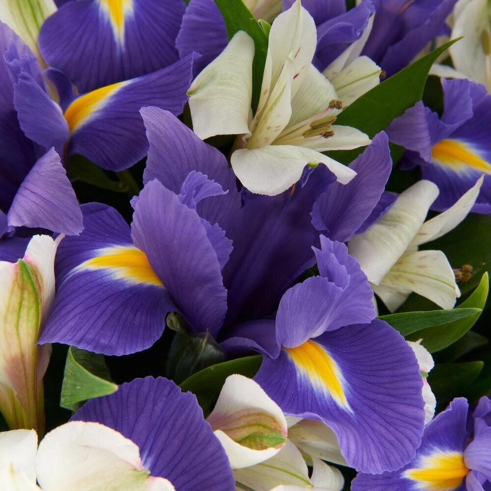 Букет «Вечернее дыхание»  – загадочная гармония синих ирисов и белых альстромерий Нефтегорск Челябинская область