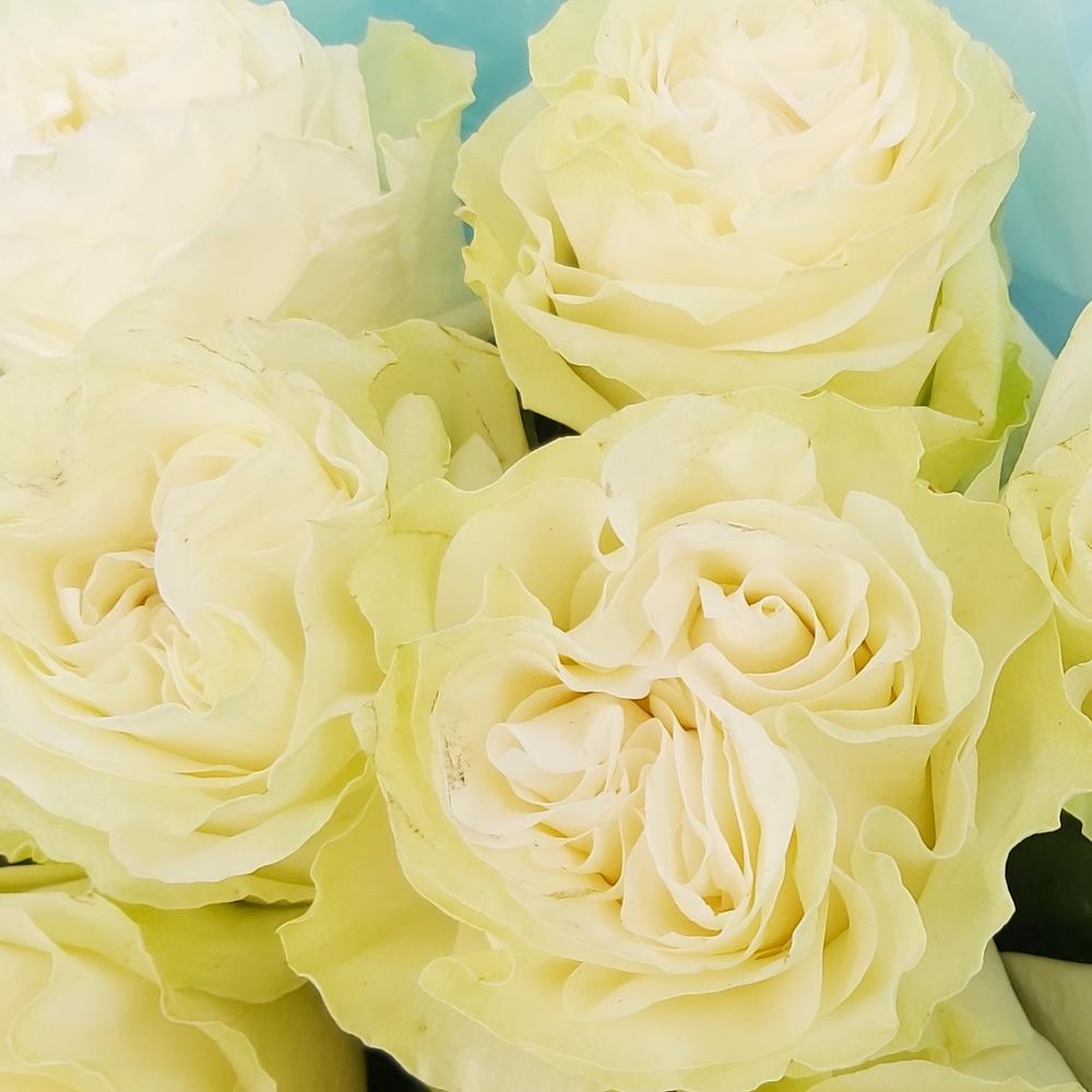 Букет «Кружевное облачко» – 11 белоснежных роз в нежной упаковке Нефтегорск Челябинская область