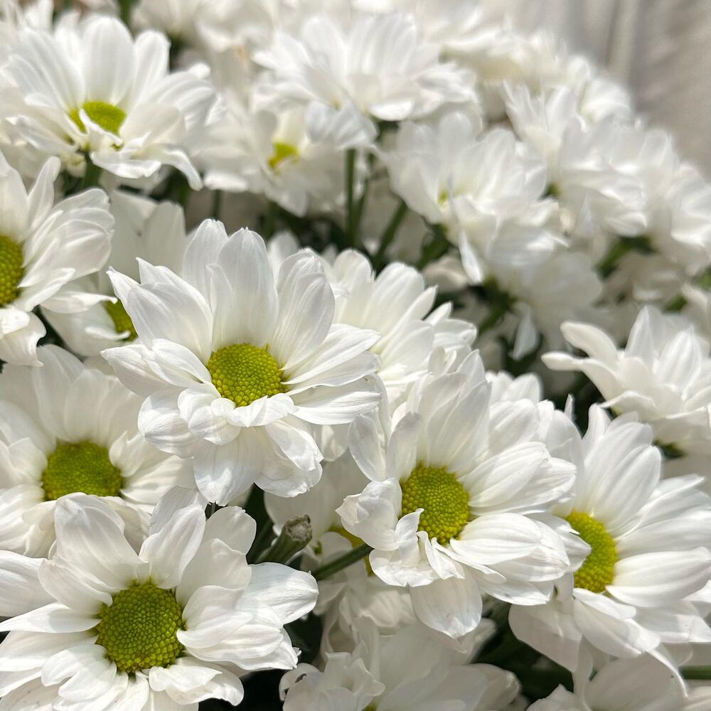 Букет «Летняя свежесть» – дыхание лета в белых хризантемах Нефтегорск Челябинская область