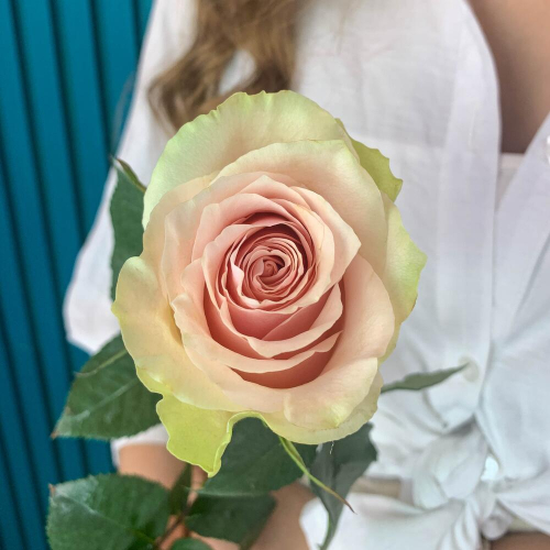 Комплимент из розовой эквадорской розы – минимализм роскоши Нефтегорск Челябинская область