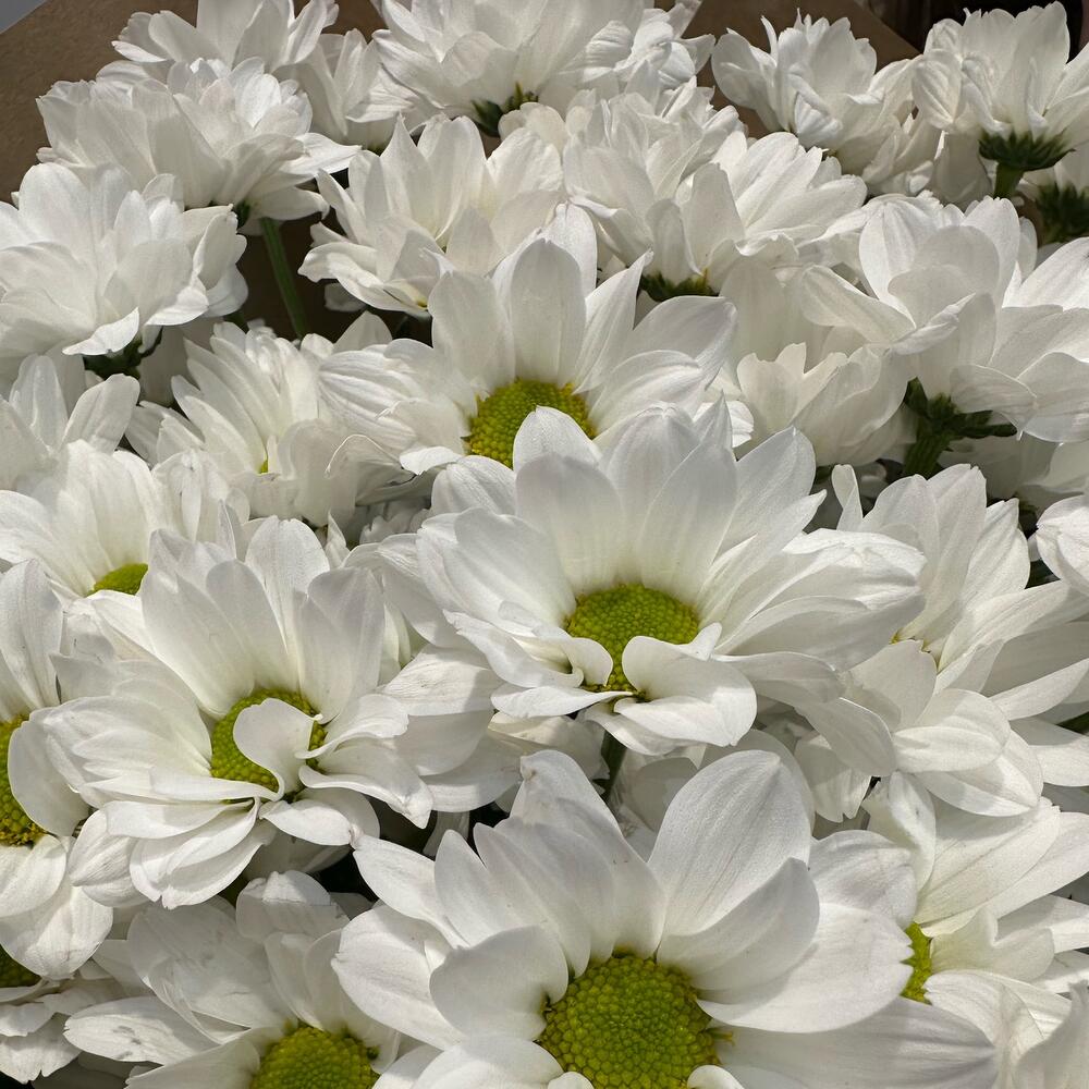 Букет «21 ромашка» – нежные белые кустовые хризантемы в натуральном стиле Нефтегорск Челябинская область