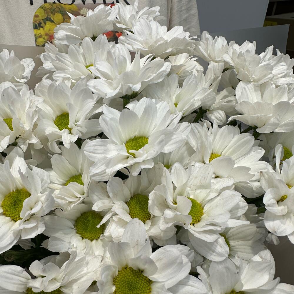 Букет «Летнее настроение» – свежесть белых хризантем Нефтегорск Челябинская область