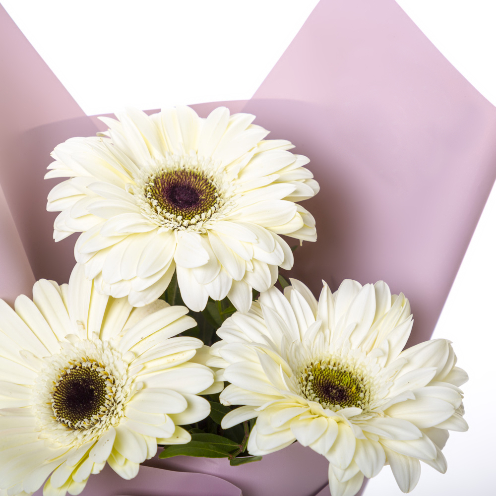 Нежный букет из 3 белых гербер – символ искренности и света Нефтегорск Челябинская область