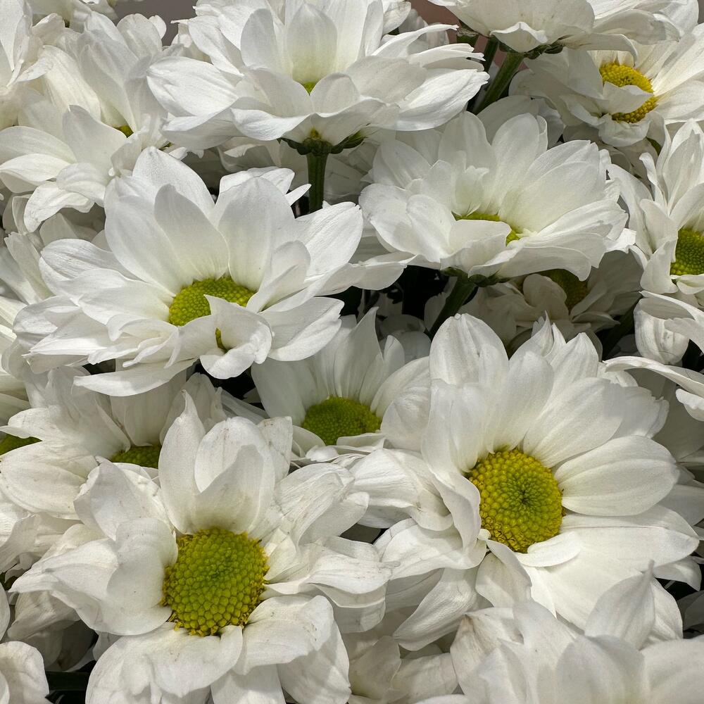 Букет «Летнее настроение» – свежесть белых хризантем Нефтегорск Челябинская область