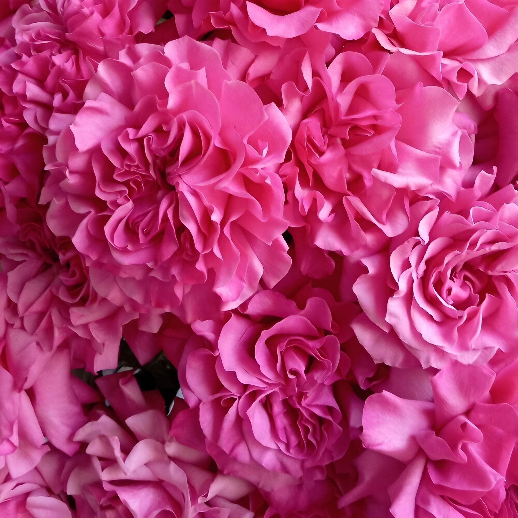 Роскошный букет из пионовидных роз – королевский подарок Нефтегорск Челябинская область